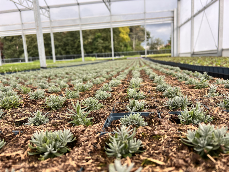 lavendel stekjes -uitplanten- na-hoeveel-weken-maanden-mag-dit